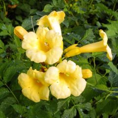 Bignónia radicans Yellow Trumpet