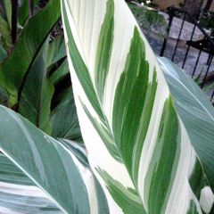 Canna Stuttgart
