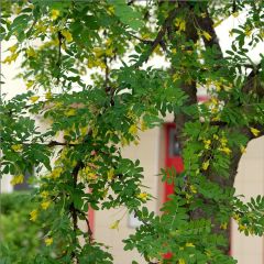 Caragana arborescens - Acácia-amarela
