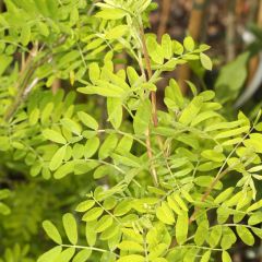 Caragana arborescens Lutescens