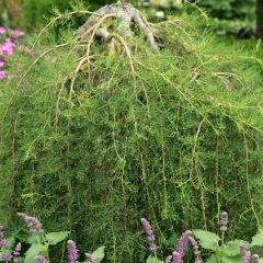Caragana arborescens Walker