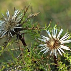 Carlina acaulis subsp. simplex