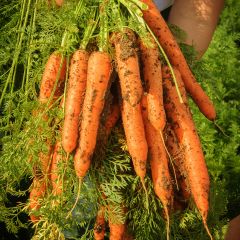Cenoura Touchon - Ferme de Sainte Marthe Bio