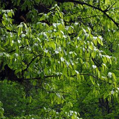 Carpinus fangiana