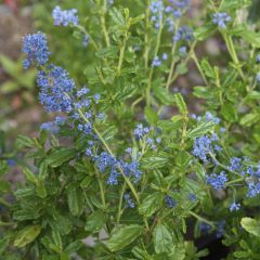 Ceanothus Italian Skies