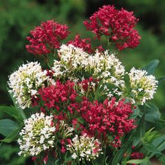 Centranthus ruber Mix em sementes