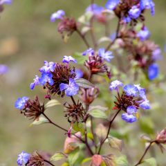 Ceratostigma willmottianum - Plumbago-do-Tibete