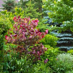 Cercis canadensis Forest Pansy