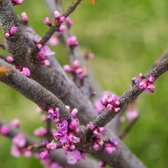 Cercis canadensis Little Woody