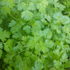 Cerefólio comum plantas