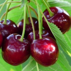 Cerejeira Bigarreau Burlat - Prunus avium