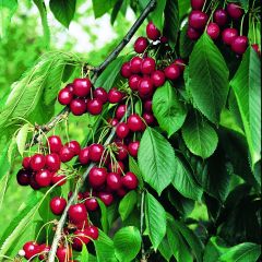 Ginjeira Belle Magnifique Georges Delbard - Prunus cerasus
