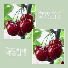 Cerejeira Bigarreau Reverchon - Prunus avium