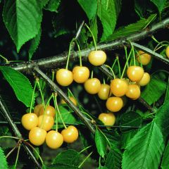 Cerejeira Bigarreau Stark Gold Georges Delbard - Prunus cerasus