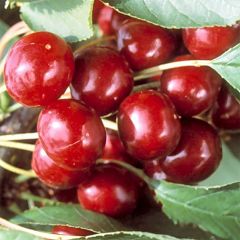 Cerejeira Bigarreau Sweetheart - Prunus avium