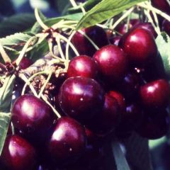 Cerejeira Bigarreau Van - Prunus avium