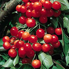 Ginjeira Griotte de Montmorency - Prunus cerasus