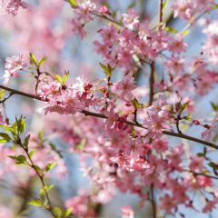 Cerejeira de flor - Prunus subhirtella Fukubana