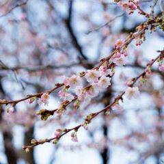 Cerejeira-do-japão - Prunus subhirtella Autumnalis Rosea em flor