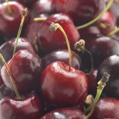Cerejeira Bigarreau Hâtif Delbard Georges Delbard - Prunus avium
