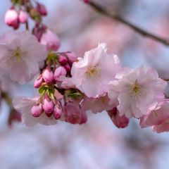 Prunus Accolade