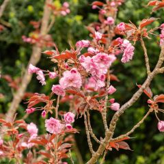 Prunus serrulata Royal Burgundy