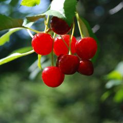 Cerejeira anã Cherry Boop - Prunus