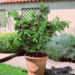 Cerejeira anã Garden Bing - Prunus avium