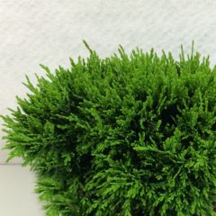 Cipreste-de-Lawson Green Globe - Chamaecyparis lawsoniana