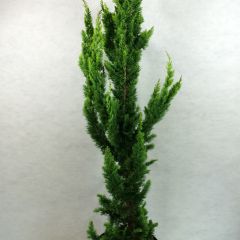 Cipreste-de-Lawson Yellow Spire - Chamaecyparis lawsoniana