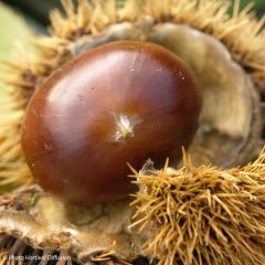 Castanheiro Marigoule - Castanea sativa