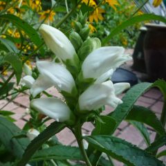 Chelone obliqua var. Alba