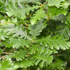 Carvalho-da-Hungria - Quercus frainetto