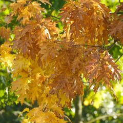 Carvalho-dos-pântanos - Quercus palustris