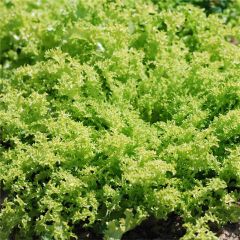 Chicória-frisada Grosse Pancalière - Ferme de Sainte Marthe Bio