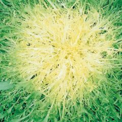 Chicória-frisada Muito fina hortícola