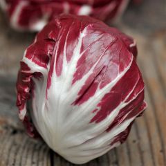 Chicória Selvagem Palla Rossa 3 - Ferme de Sainte Marthe Bio