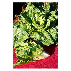 Chicória escarola Cornet d'Anjou