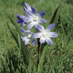 Scilla luciliae - Glória-da-neve