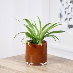 Chlorophytum comosum Irish - Clorófito