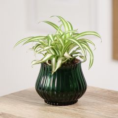 Chlorophytum comosum Variegatum - Clorófito