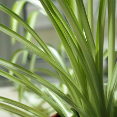 Chlorophytum nepalense