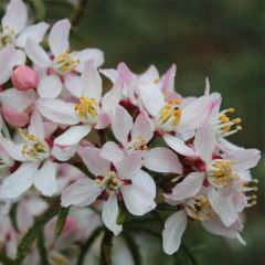 Laranjeira-do-México Apple Blossom - Choisya ternata