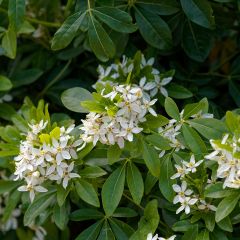 Laranjeira-do-México - Choisya ternata