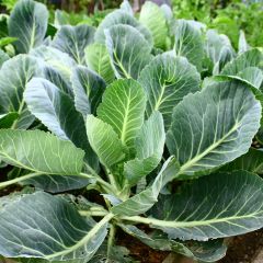 Couve-forrageira Proteor (variedade INRA) Vilmorin