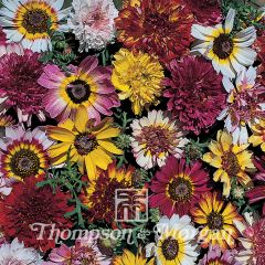 Chrysanthemum carinatum Summer Festival em sementes