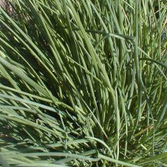 Cebolinha biológico - Allium fistulosum