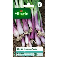 Cebolinha vermelha comum Vilmorin