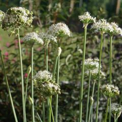 Cebolinho-chinês - Allium tuberosum