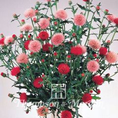 Cirsium japonicum Pink and Rose Beauty em sementes